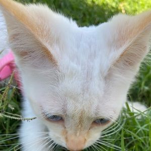 Meet your Posher, Bongo